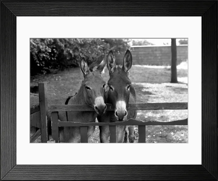 Framed Print : Donkeys. August 1977 77-04351-002 Framed Print : Donkeys. August 1977 77-04351-002