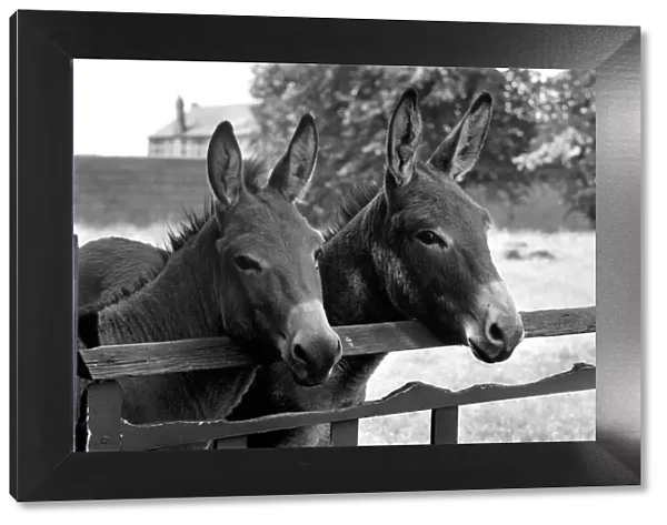 Donkeys. August 1977 77-04351-006