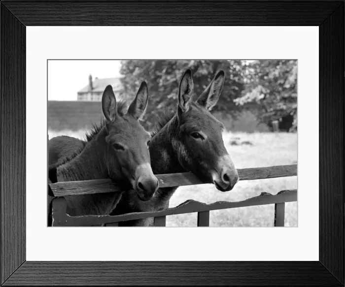 Framed Print : Donkeys. August 1977 77-04351-006 Framed Print : Donkeys. August 1977 77-04351-006