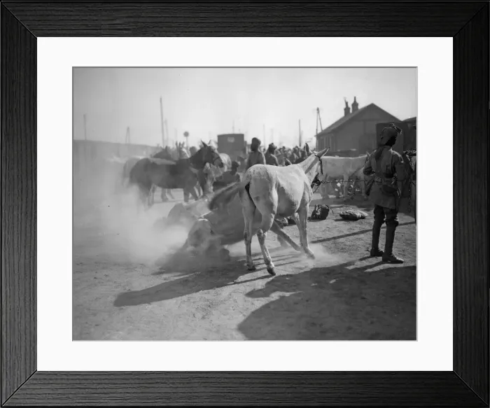 Framed Print : 3rd Lahore Indian Division. Circa October 1914 Whenever the mules Framed Print : 3rd Lahore Indian Division. Circa October 1914 Whenever the mules