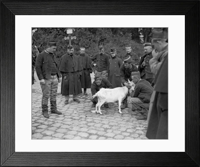 Framed Print : The Battle of Hofstade. Belgian soldiers milk a goat after the battle
