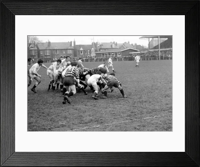 Framed Print : Gloucester v Somerset Rugby Union. January 1972. Somerset forwards attack the Gloucester