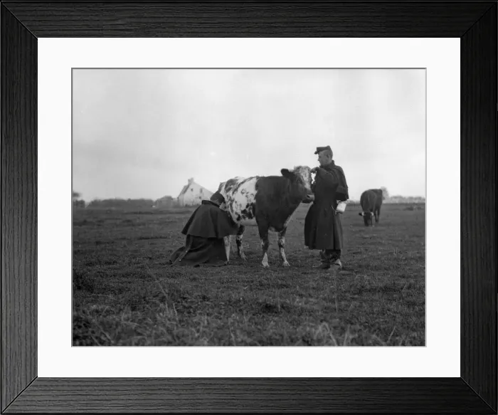 Framed Print : Belgian artillery men seen here milking a cow under fire Framed Print : Belgian artillery men seen here milking a cow under fire