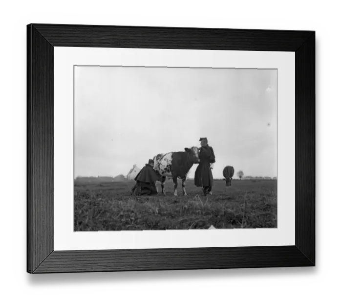 Framed Print : Belgian artillery men seen here milking a cow under fire Framed Print : Belgian artillery men seen here milking a cow under fire