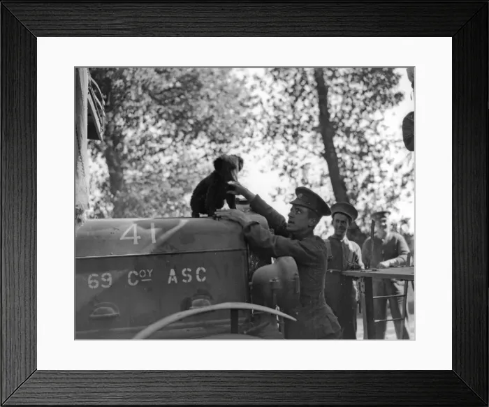 Framed Print : Army Service Corps France October 1914 The unsung heroes of the British army during Framed Print : Army Service Corps France October 1914 The unsung heroes of the British army during