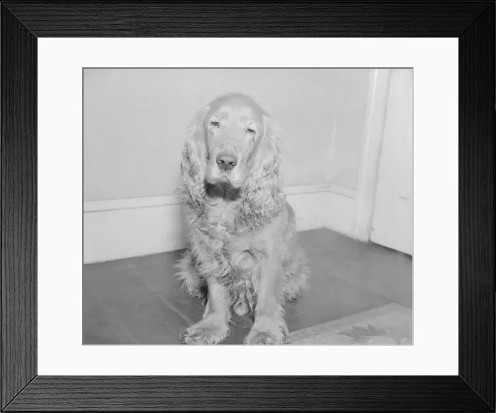 Framed Print : Shandy the golden haired cocker spaniel who was transferred to a new master this week Framed Print : Shandy the golden haired cocker spaniel who was transferred to a new master this week