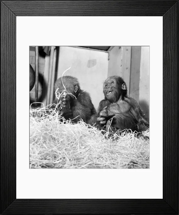 Framed Print : Cute: Animals: Apes and Monkeys. The first pictures of Chessington Zooes new baby Framed Print : Cute: Animals: Apes and Monkeys. The first pictures of Chessington Zooes new baby