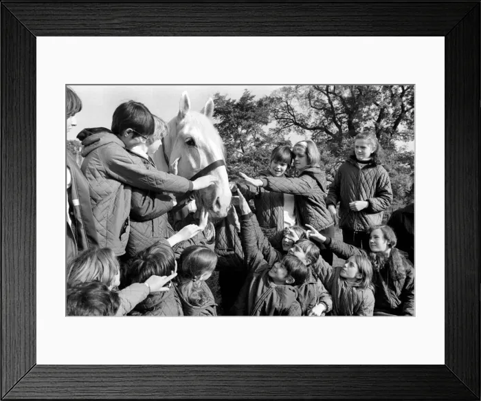 Framed Print : Children with animals: Sovereign'the massive grey Shire dray horse belonging