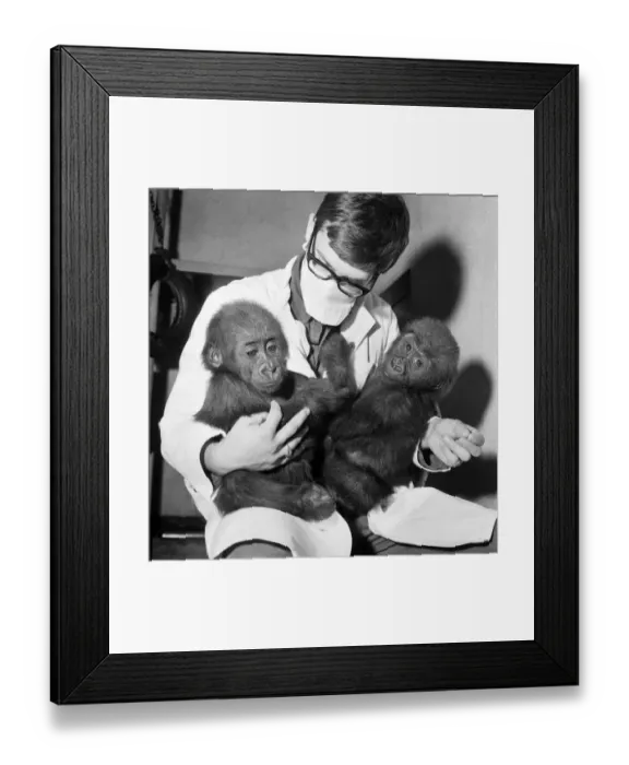Framed Print : Cute: Animals: Apes and Monkeys. The first pictures of Chessington ZooIs new baby Framed Print : Cute: Animals: Apes and Monkeys. The first pictures of Chessington ZooIs new baby