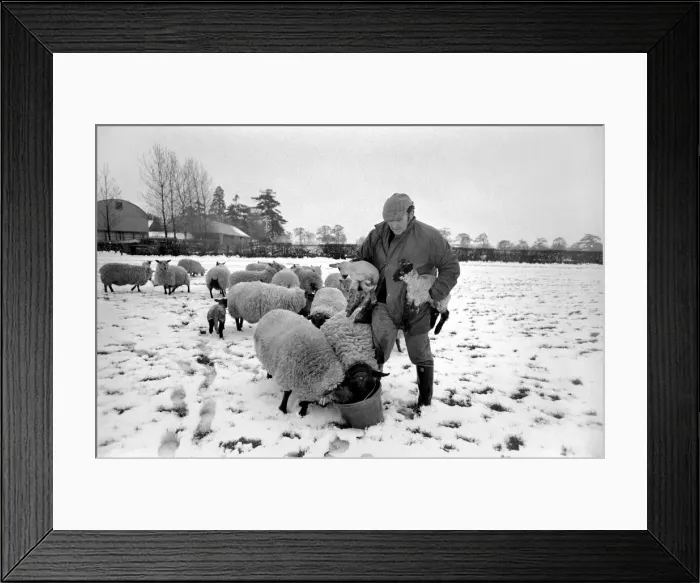 Framed Print : Shepherd seen here with his flock of Sheep in the winter snow. PM 81-02288-003