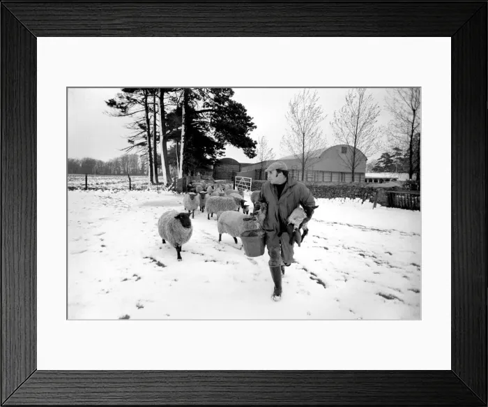 Framed Print : Shepherd seen here with his flock of Sheep in the winter snow. PM 81-02288-010 Framed Print : Shepherd seen here with his flock of Sheep in the winter snow. PM 81-02288-010