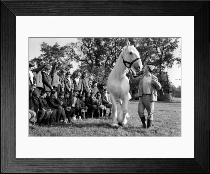 Framed Print : Children with animals: Sovereign'the massive grey Shire dray horse belonging