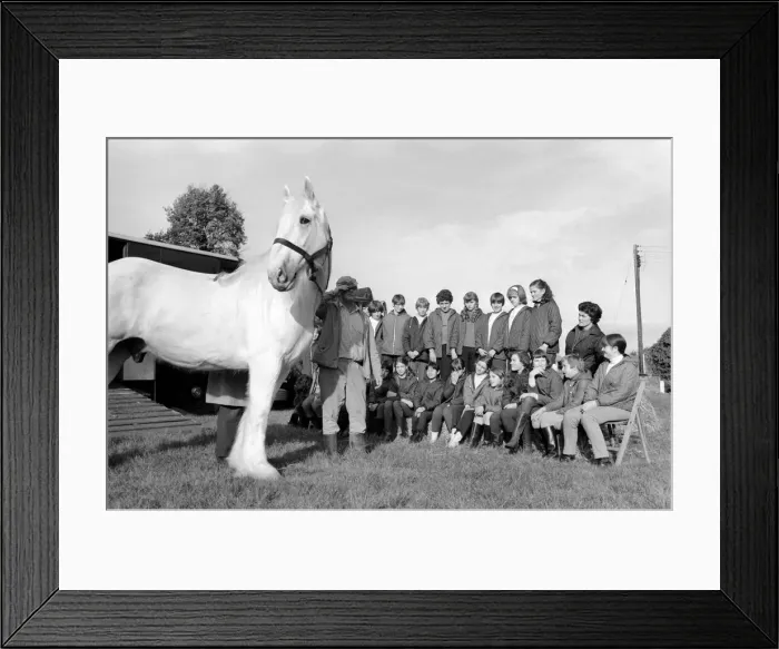Framed Print : Children with animals: Sovereign'the massive grey Shire dray horse belonging