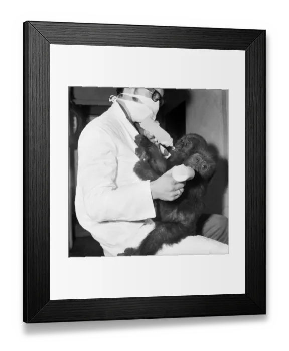 Framed Print : Cute: Animals: Apes and Monkeys. The first pictures of Chessington ZooIs new baby