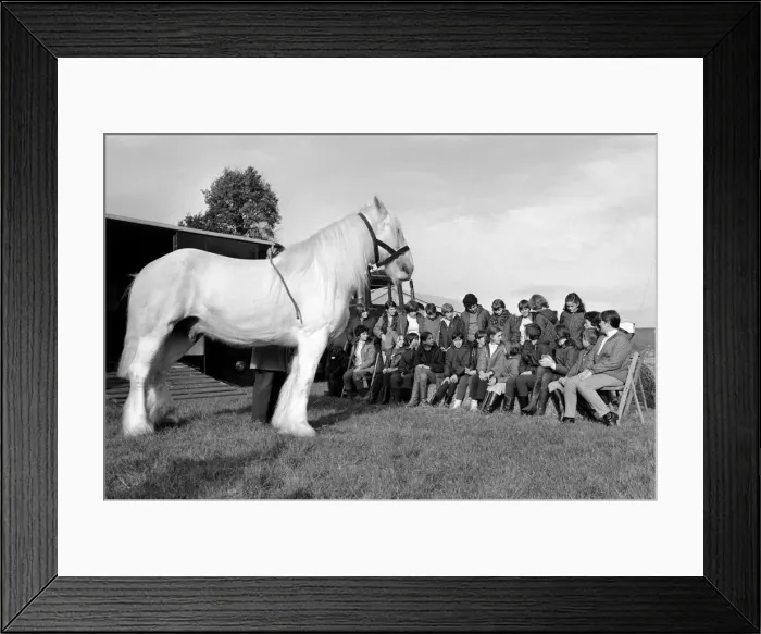 Framed Print : Children with animals: Sovereign'the massive grey Shire dray horse belonging