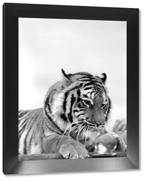 Animal: Big cats. Tiger. July 1981 81-00049