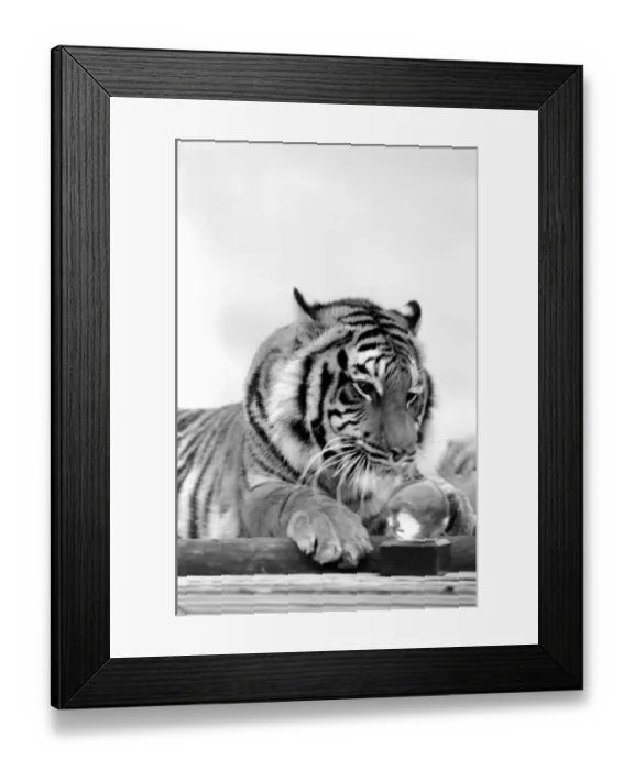 Framed Print : Animal: Big cats. Tiger. July 1981 81-00049 Framed Print : Animal: Big cats. Tiger. July 1981 81-00049