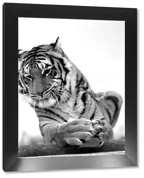 Animal: Big cats. Tiger. July 1981 81-00049-001