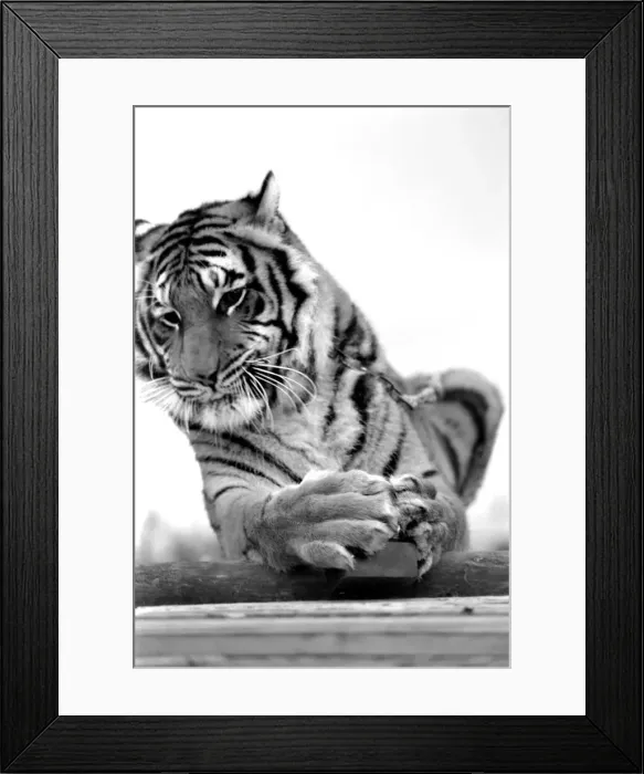Framed Print : Animal: Big cats. Tiger. July 1981 81-00049-001