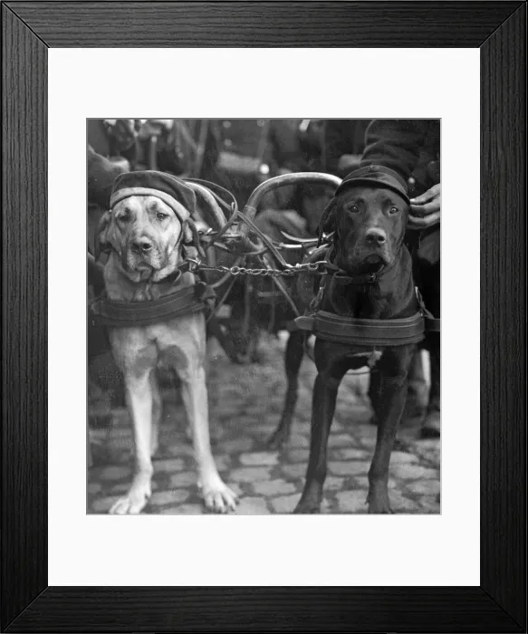 Framed Print : Proud of his war trophy. The Belgian soldiers are devoted to the dogs who are employed to