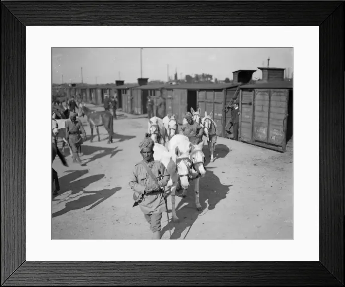 Framed Print : 3rd Lahore Indian Division. Circa October 1914 Mules which carry the Indian Framed Print : 3rd Lahore Indian Division. Circa October 1914 Mules which carry the Indian