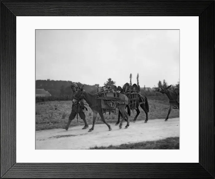 Framed Print : Soldiers from the 3rd Lahore Indian Division seen here with mules loaded with bails of