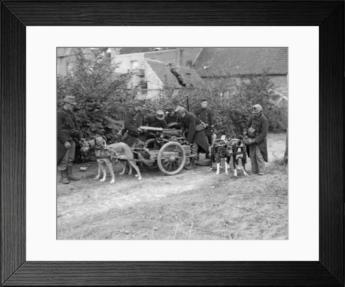 Framed Print : Dogs drawing a Belgian machine gun near Semps. Circa August 1914