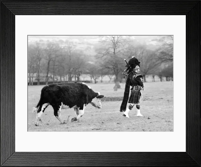 Framed Print : Bagpiper Craig McIntosh practises playing his bagpipes in a field Framed Print : Bagpiper Craig McIntosh practises playing his bagpipes in a field