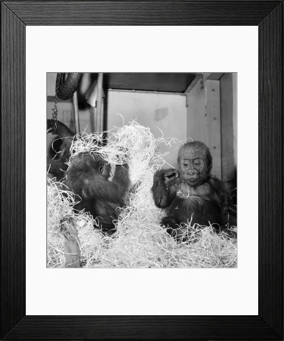 Framed Print : Cute: Animals: Apes and Monkeys. The first pictures of Chessington ZooIs new baby
