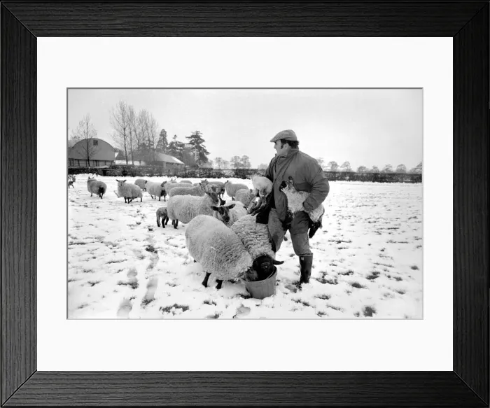 Framed Print : Shepherd seen here with his flock of Sheep in the winter snow. PM 81-02288
