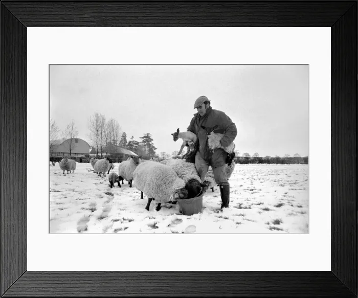 Framed Print : Shepherd seen here with his flock of Sheep in the winter snow. PM 81-02288-004 Framed Print : Shepherd seen here with his flock of Sheep in the winter snow. PM 81-02288-004