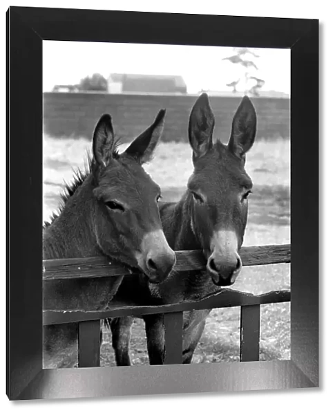 Donkeys. August 1977 77-04351-001