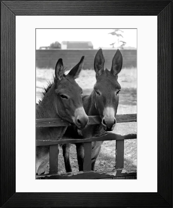 Framed Print : Donkeys. August 1977 77-04351-001