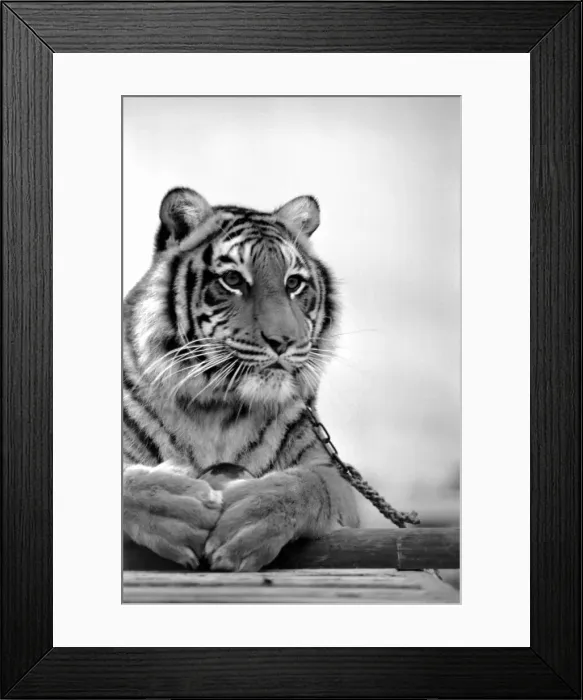 Framed Print : Animal: Big cats. Tiger. July 1981 81-00049-002