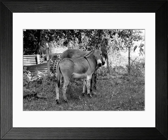 Framed Print : Donkeys. August 1977 77-04351-003 Framed Print : Donkeys. August 1977 77-04351-003