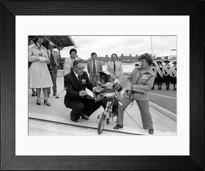 Framed Print : Noddy'Chimp on Trike. Brooke Bond Chimp. aNoddye the Brooke Bond aTour de Framed Print : Noddy'Chimp on Trike. Brooke Bond Chimp. aNoddye the Brooke Bond aTour de