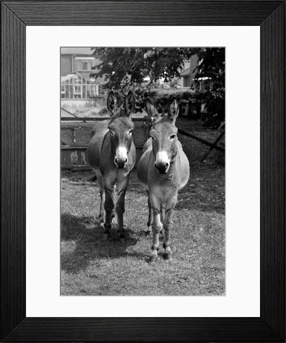Framed Print : Donkeys. August 1977 77-04351-004 Framed Print : Donkeys. August 1977 77-04351-004