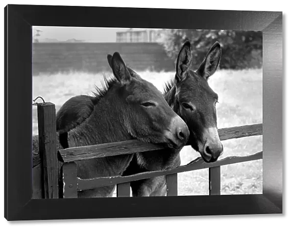 Donkeys. August 1977 77-04351