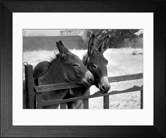 Framed Print : Donkeys. August 1977 77-04351 Framed Print : Donkeys. August 1977 77-04351