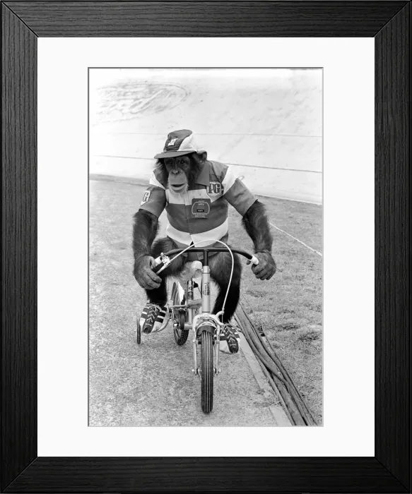 Framed Print : Noddy'Chimp on Trike. Brooke Bond Chimp. aNoddye the Brooke Bond aTour de