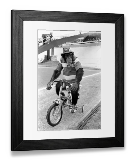 Framed Print : Noddy'Chimp on Trike. Brooke Bond Chimp. AaNoddye the Brooke Bond AaTour de