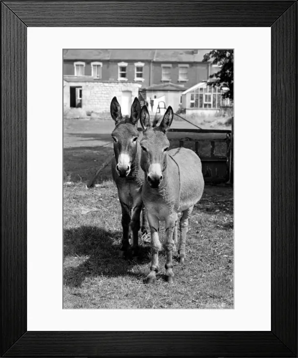 Framed Print : Donkeys. August 1977 77-04351-005 Framed Print : Donkeys. August 1977 77-04351-005