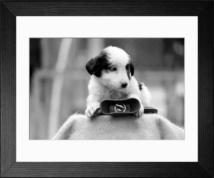 Framed Print : Puppy / Cute. Hot Dogs. R. S. P. C. A. story. Heaters of all descriptions were sent to Framed Print : Puppy / Cute. Hot Dogs. R. S. P. C. A. story. Heaters of all descriptions were sent to