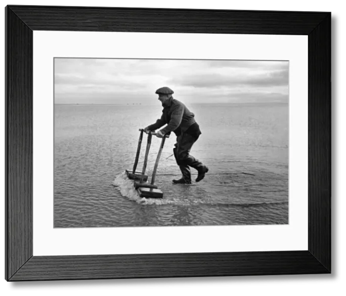 Framed Print : Fishing Industry: He Hears The Cockles Singing. For sixty years Framed Print : Fishing Industry: He Hears The Cockles Singing. For sixty years