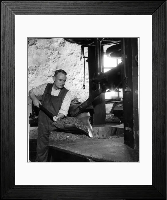 Framed Print : Harrison Hine at work in a Snuff Mill. 4th April 1949 Local Caption Framed Print : Harrison Hine at work in a Snuff Mill. 4th April 1949 Local Caption