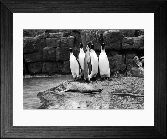 Framed Print : Penguins do their best to ignore a baby seal at Zoo 23rd November 1969 Framed Print : Penguins do their best to ignore a baby seal at Zoo 23rd November 1969
