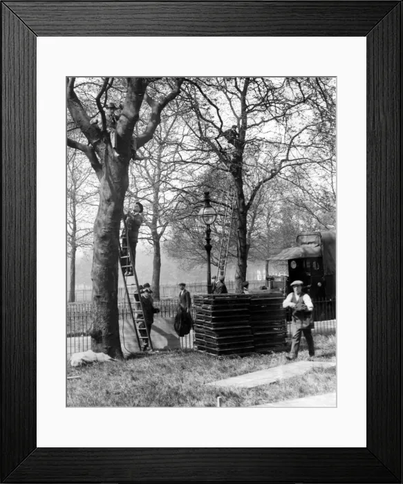 Framed Print : General Strike 1926. Feeding Field telephone lines in Hyde Park, London Framed Print : General Strike 1926. Feeding Field telephone lines in Hyde Park, London