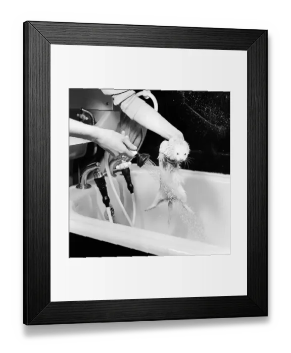 Framed Print : Spice a pet ferret owned by Carol Petrie receives a wash in the bath tub 31st January