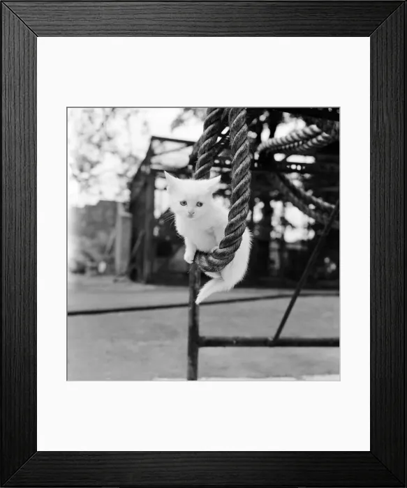 Framed Print : Pure white kitten enjoys swinging from a rope at Crystal Palace Childrens Zoo 23rd May