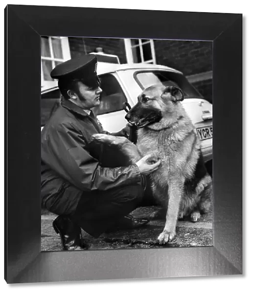 Duke an 8 year old police dog pictured with his handler P. C